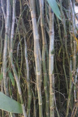 Orman orkidelerinin epifit kökleri tropikal bitkiler.