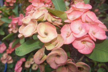 Açık havada turuncu çiçeklerle süslenmiş tropikal bitki fotoğrafları..