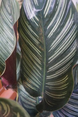 Süslü bir yaprak yüzey dokusunu kapat.