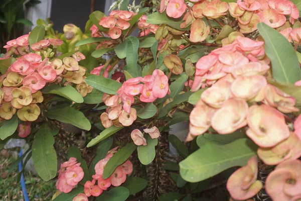 Photo Tropical Ornamental Plant Outdoor Orange Color Flowers — Stock Photo, Image