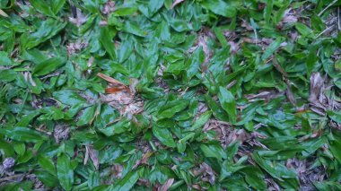 Arka plan için doğal çim dokusu yüzeyi. Doğal yeşil çimen dokusu yüzeyi fotoğrafı.