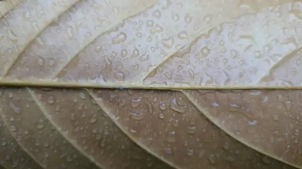 Brown Dead Leaf Surface Texture Foliage Texture Close — Stock Photo, Image