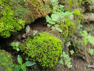 Yosun tabakası ve küçük yeşillik bitkileriyle nemli bir kayanın pürüzlü doğal yüzey dokusu..