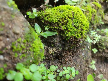 Yosun tabakası ve küçük yeşillik bitkileriyle nemli bir kayanın pürüzlü doğal yüzey dokusu..