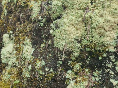 Yosun ve mantar mantarlı nemli bir kayanın pürüzlü doğal yüzey dokusu.
