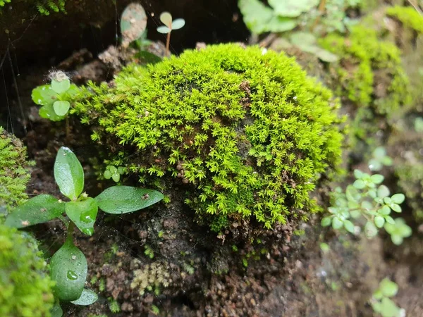 녹색식물이 바위의 — 스톡 사진