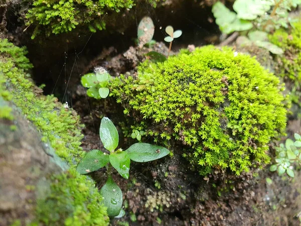 녹색식물이 바위의 — 스톡 사진