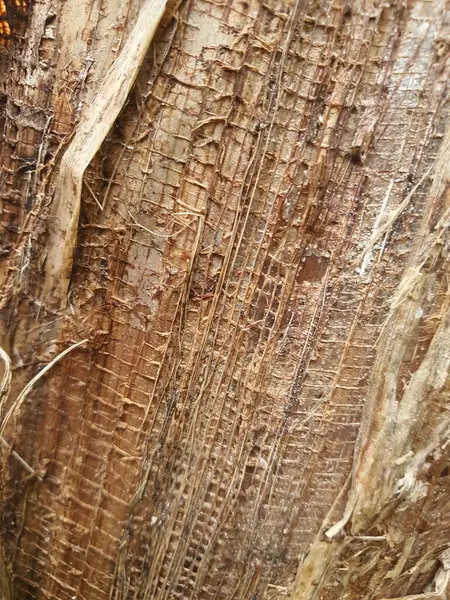 Natural Marrom Banana Árvore Pele Fibra Superfície Textura — Fotografia de Stock