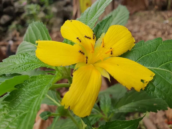 stock image Close up photo of beautiful yellow flower blossom outdoor with green leaves background.