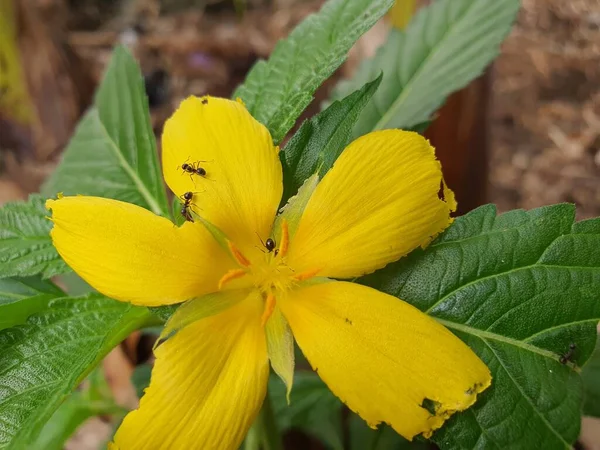 Stock image Close up photo of beautiful yellow flower blossom outdoor with green leaves background.