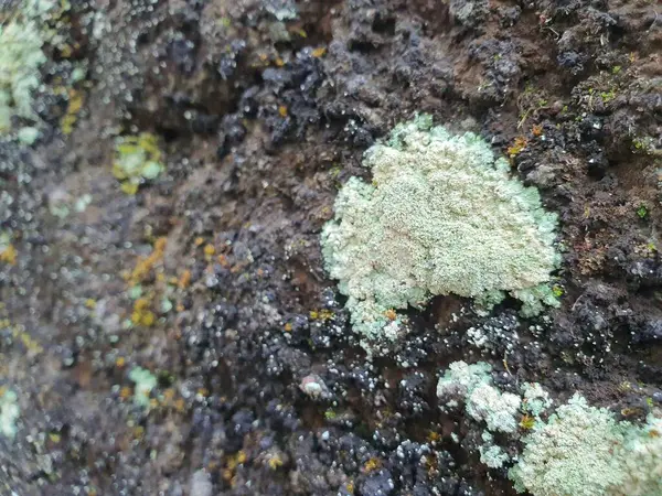 Textura Superficial Natural Áspera Uma Rocha Úmida Com Musgo Cogumelo — Fotografia de Stock