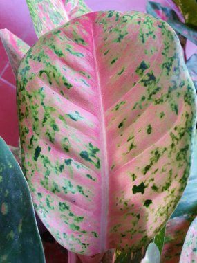 Süslü bitki yaprağının yüzey dokusunu biraz renk sıçramasıyla kapat.