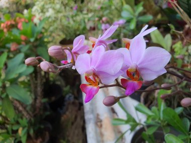 Close up of purple colored orchid flowers in a home garden.