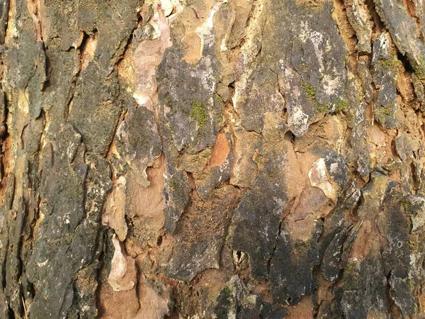 Ağaç Gövdesi Deri Yüzeyinin Doğal Dokusu — Stok fotoğraf