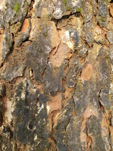 Přírodní Textura Povrchu Kmene Stromu — Stock fotografie