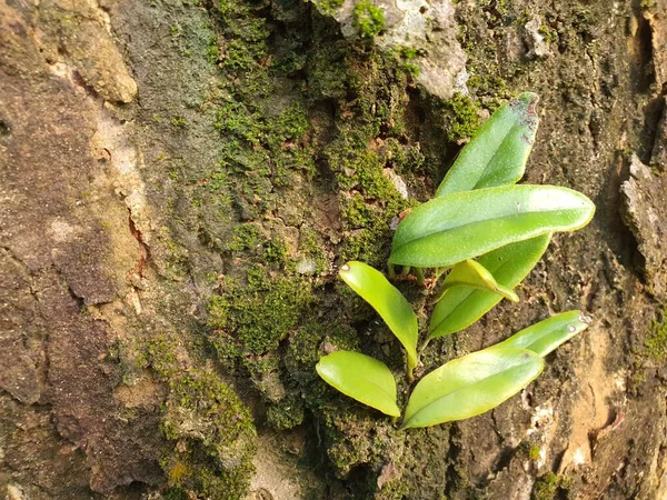緑の着生植物がテクスチャの木の樹皮に成長します — ストック写真