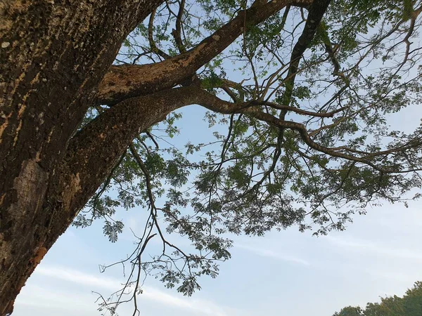 Grandes Galhos Árvores Primeiro Plano Com Fundo Azul Céu Paisagem — Fotografia de Stock