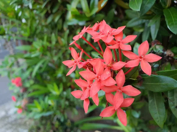 Närbild Foto Tropisk Blomma Ixora Blommar Utomhus — Stockfoto
