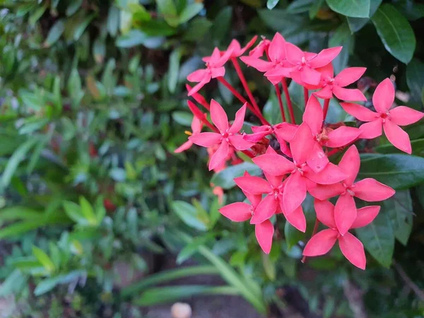 Közelkép Egy Trópusi Virág Ixora Virágzó Szabadban — Stock Fotó