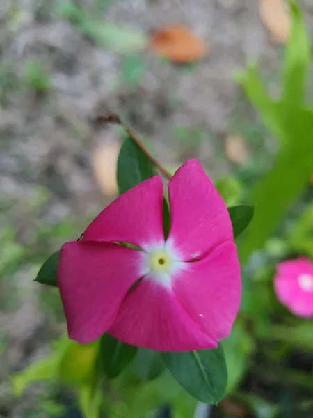 Zamknij Zdjęcie Tropikalnego Purpurowego Kwiatu Kwitnącego Zewnątrz — Zdjęcie stockowe
