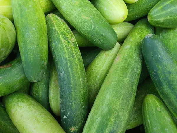 stock image Bulk of cucumber fruits harvest crops in traditional market.