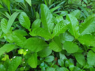 Yeşil yapraklı bazı küçük ve vahşi yeşillik bitkilerinin fotoğrafları..