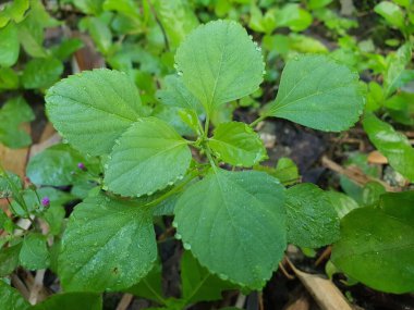 Yeşil yapraklı bazı küçük ve vahşi yeşillik bitkilerinin fotoğrafları..