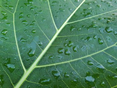 Üzerinde az miktarda çiy bulunan bir yaprak yüzey dokusunu kapat. Yeşil yaprağın ıslak yüzeyi.