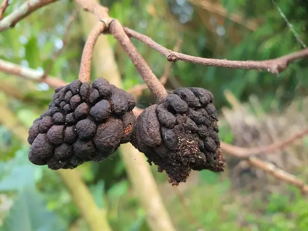Großaufnahme Von Faulen Beerenfrüchten Die Einem Zweig Hängen — Stockfoto