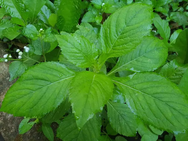 stock image Photos of some wild and small greenery plants with fresh green leaves.