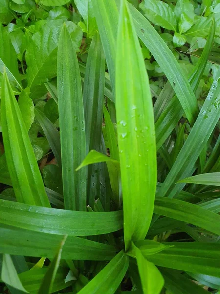 stock image Photos of some wild greenery plants with blade shaped green leaves.