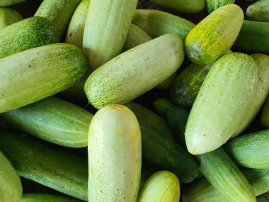 Bulk of cucumber fruits close up for background or design wallpaper