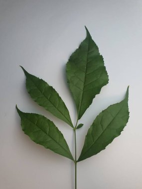 Close up of a foliage shape with dark green color and jagged edges.