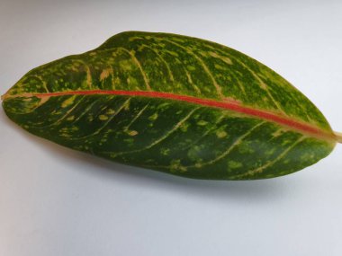 Green leaf close up with red tinge on blots texture.