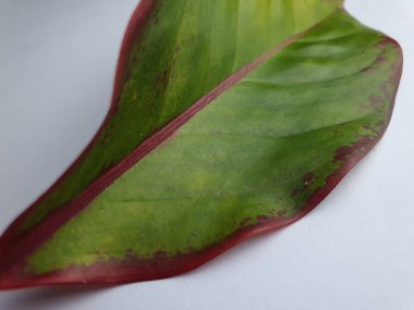 Close up of an ornamental plant's leaf texture with green color and red color tinge on edges.