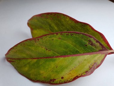 Close up of an ornamental plant's leaf texture with green color and red color tinge on edges.