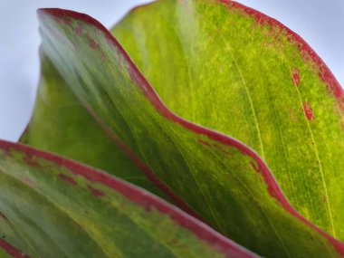 Close up of an ornamental plant's leaf texture with green color and red color tinge on edges.