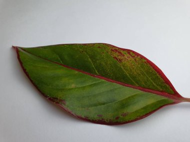 Close up of an ornamental plant's leaf texture with green color and red color tinge on edges.