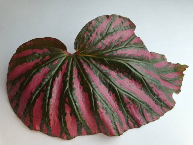 Close up of an ornamental plant's leaf surface with exotic splatter pattern.