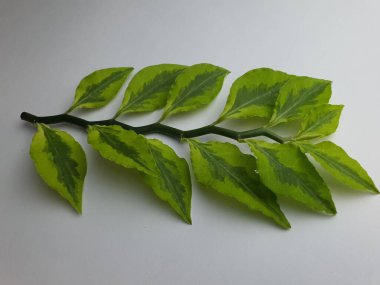 A branch of ornamental small green leaves.