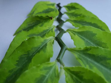 A branch of ornamental small green leaves.