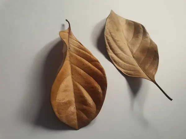 Dry Dead Brown Leaves Close Laid White Background — Fotografia de Stock