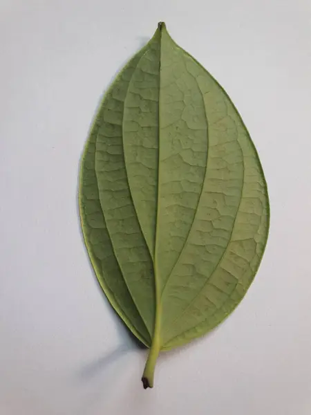 Close Dark Green Colored Leaf Surface Texture Lay White Surface — Fotografia de Stock