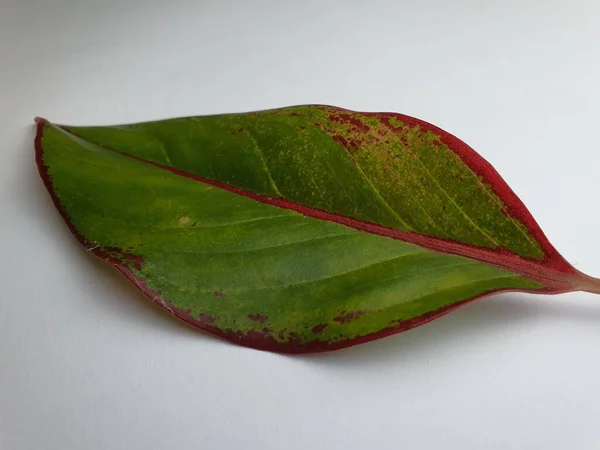 Close Ornamental Plant Leaf Texture Green Color Red Color Tinge — Fotografia de Stock