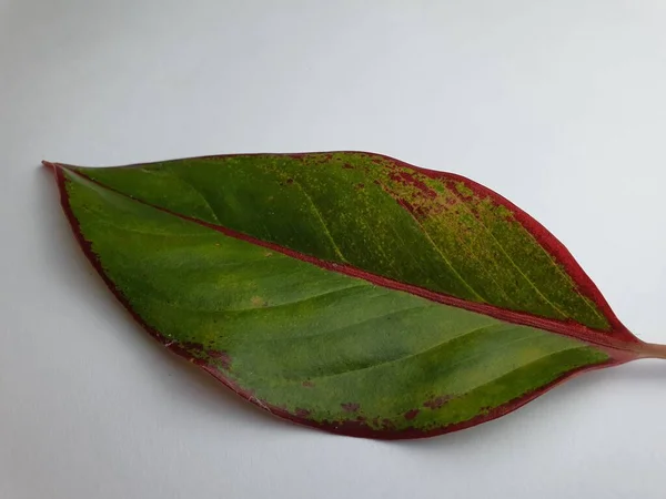 Close Ornamental Plant Leaf Texture Green Color Red Color Tinge — Fotografia de Stock