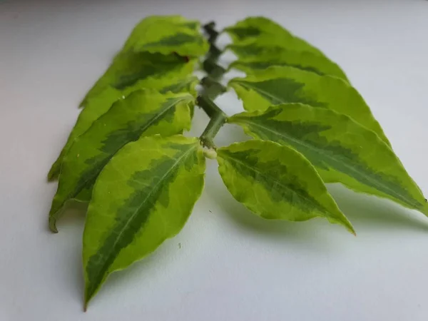 Branch Ornamental Small Green Leaves — Fotografia de Stock