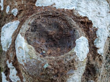 Yıpranmış bir ahşabın doğal grunge dokusu ya da mantar mantarlı ağaç kabuğu yüzeyi.