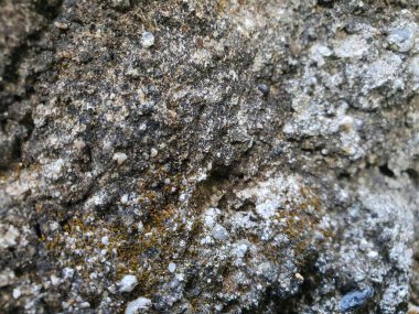 Yeşil yosun yayılmış eskimiş beton bir yüzeyin doğal grunge dokusu..