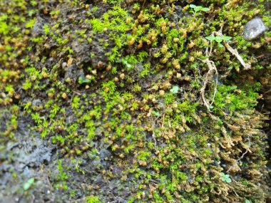Yeşil yosun yayılmış eskimiş beton bir yüzeyin doğal grunge dokusu..