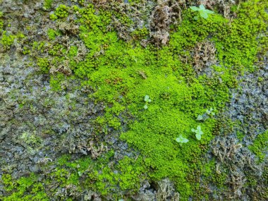Yeşil yosun yayılmış eskimiş beton bir yüzeyin doğal grunge dokusu..